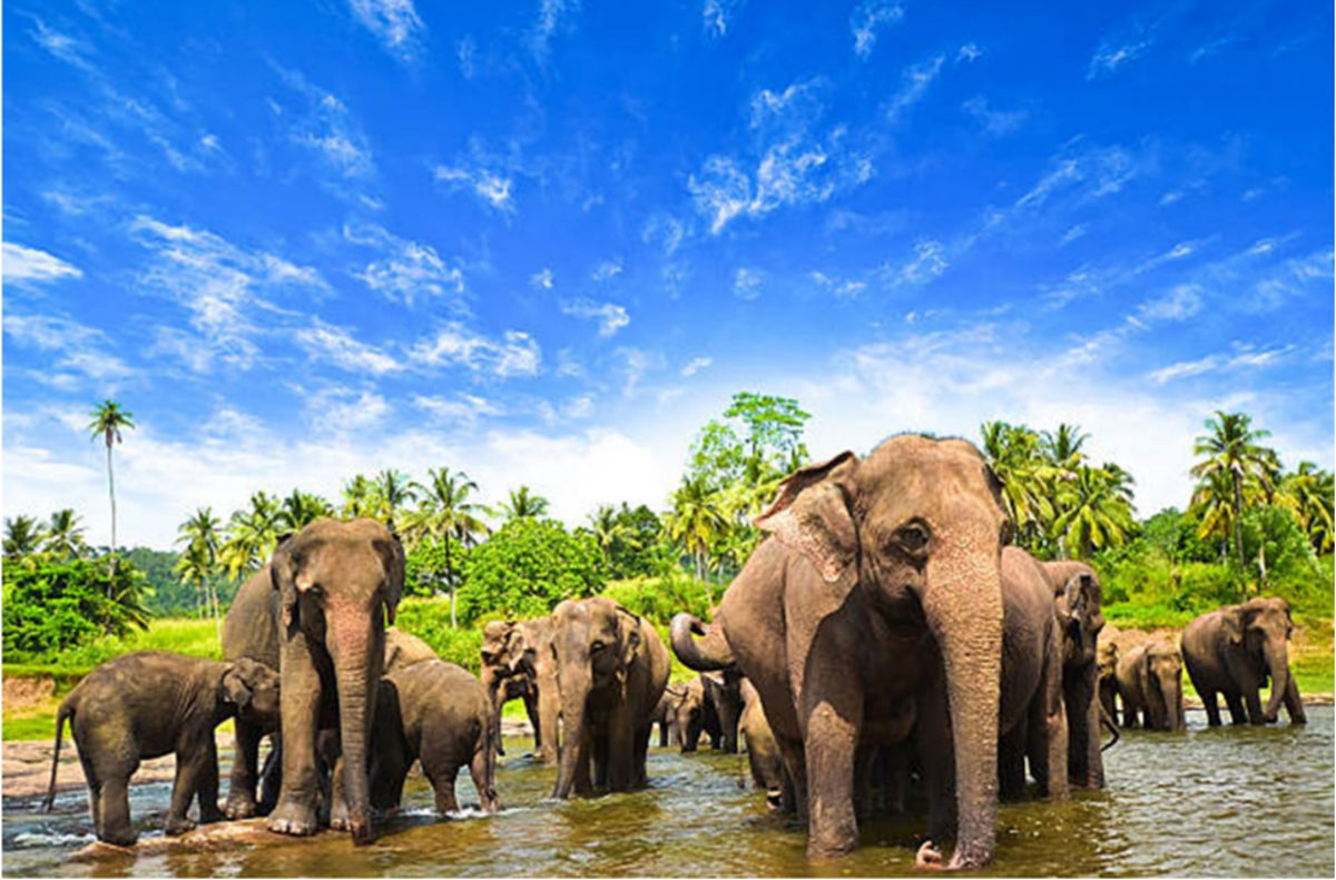 Sri Lanka tour
