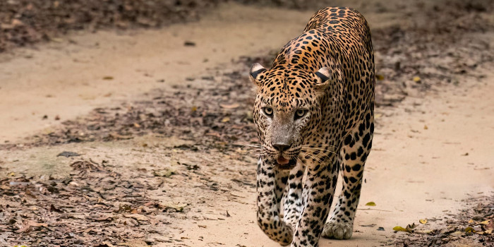 volunteers wildlife photography
