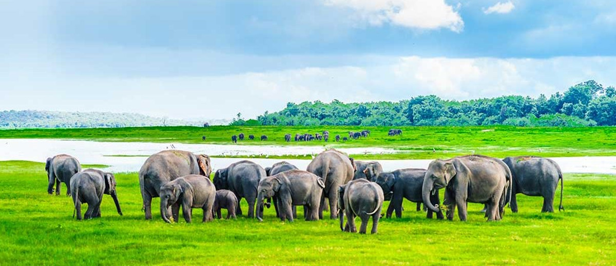 elephant conservation Sri Lanka
