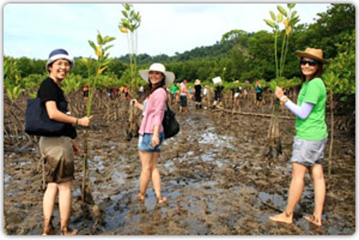 mangrove planting volunteer