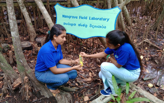 mangrove wetland lab