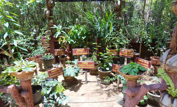 medicine garden Sri Lanka