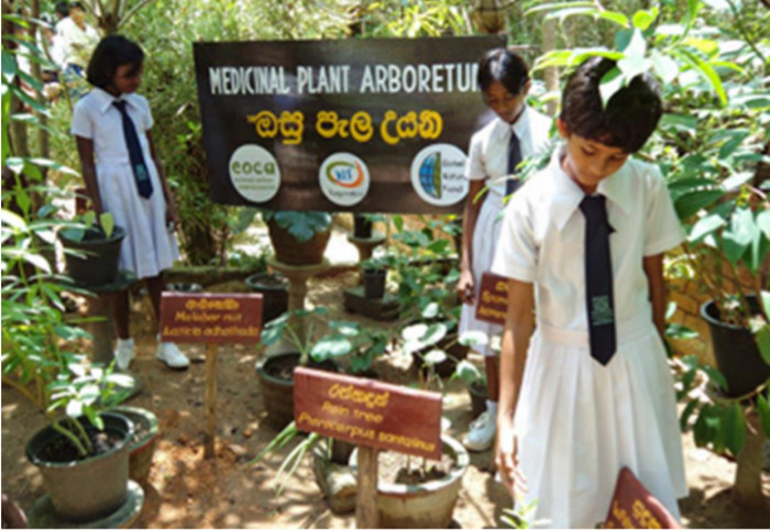 medicine plants Sri Lanka