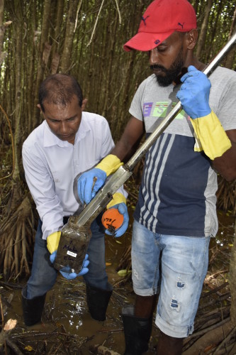 wetland mangrove restoration