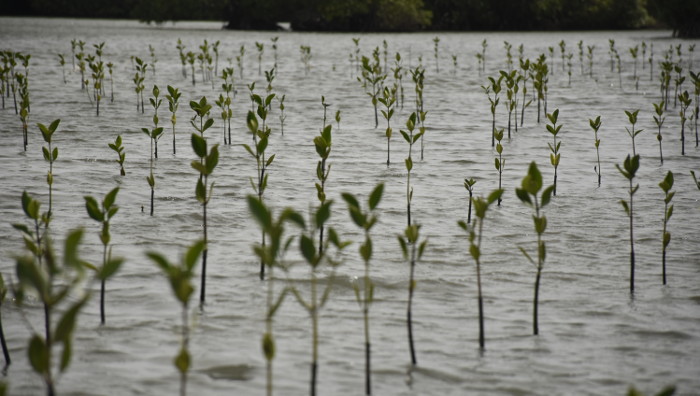 wetland planting lagoon