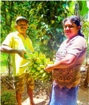 banana farm