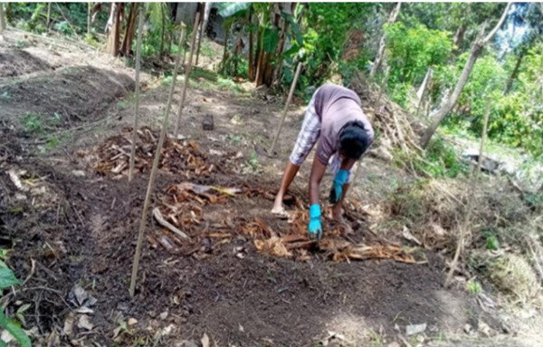 compost fertilizer