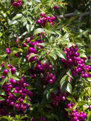 purple fruit