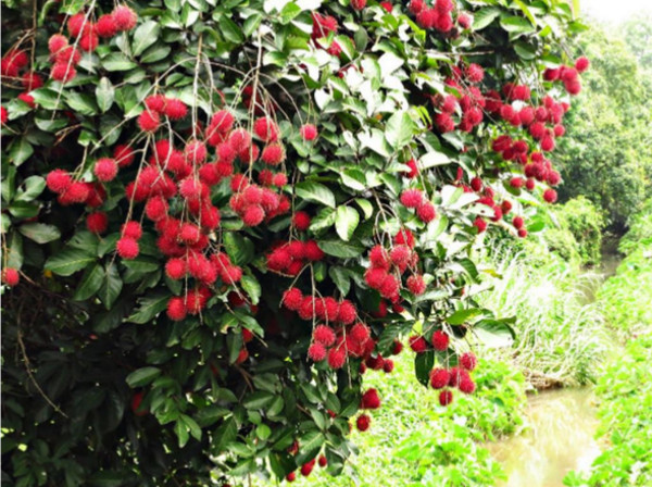 Red Rabutan Fruit