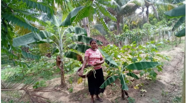 vegetable farm lady
