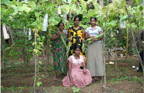 vegetable garden farm